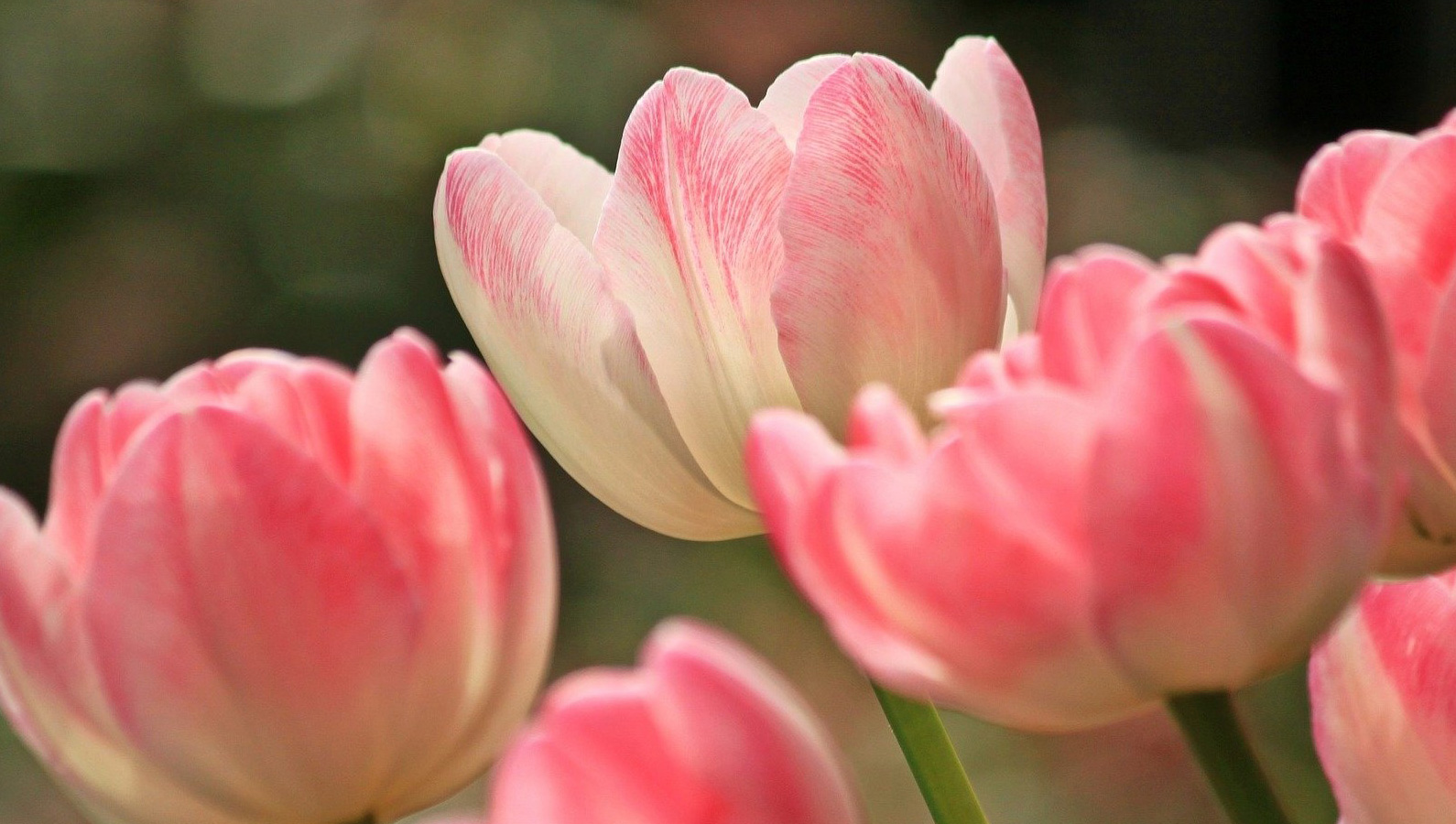 Diane van der Gaast