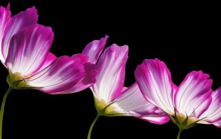 yoga-nascholing-De-Kracht-van-Mantra-Bewandel-het-eeuwenoude-mystieke-pad-van-Yoga-van-de-klank-Gauranga-Hontelez