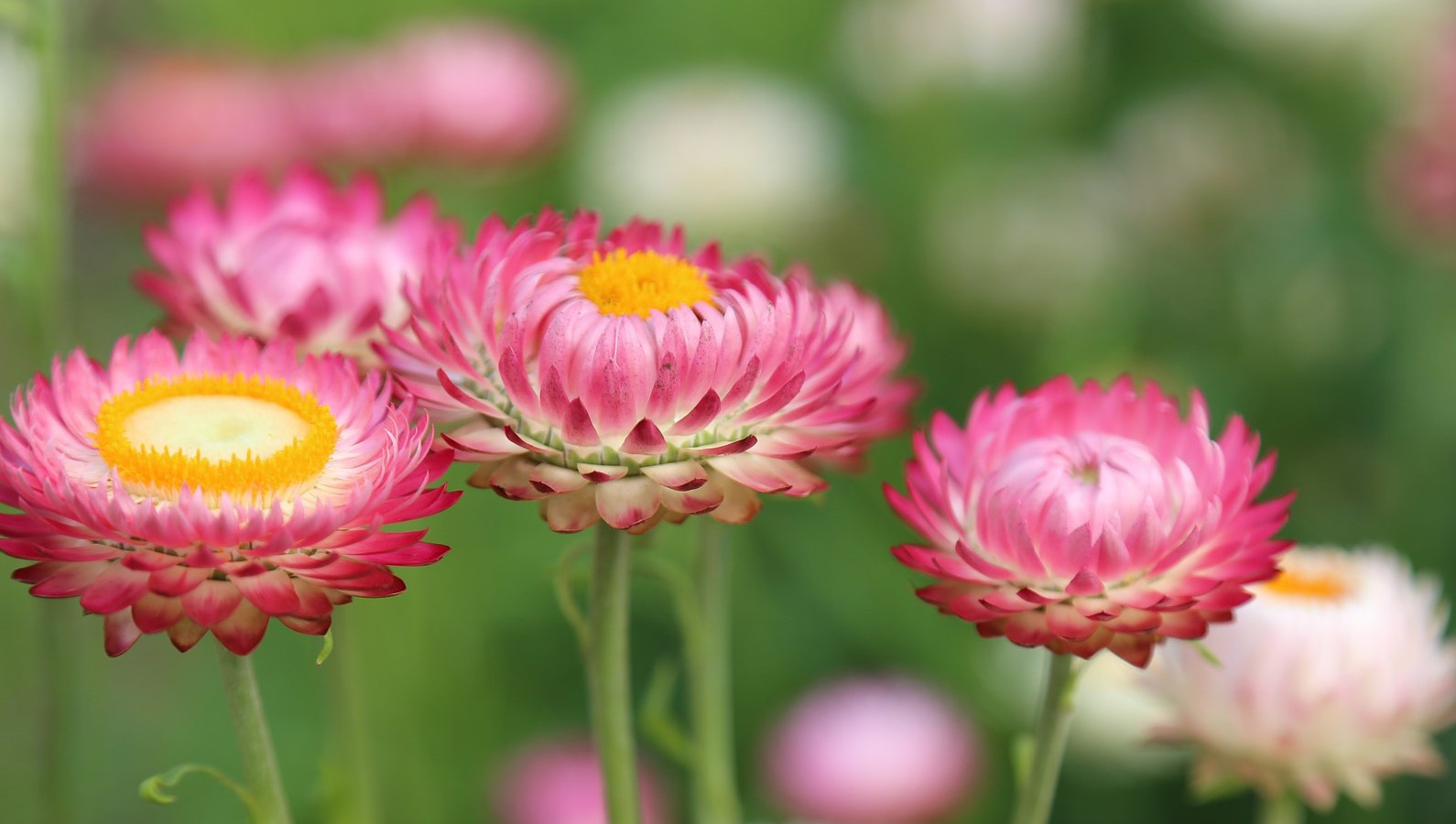 yogaworkshop-Yoga&amp-Dans-brengt-levensvreugde-en-verstilling-Magda-Samson