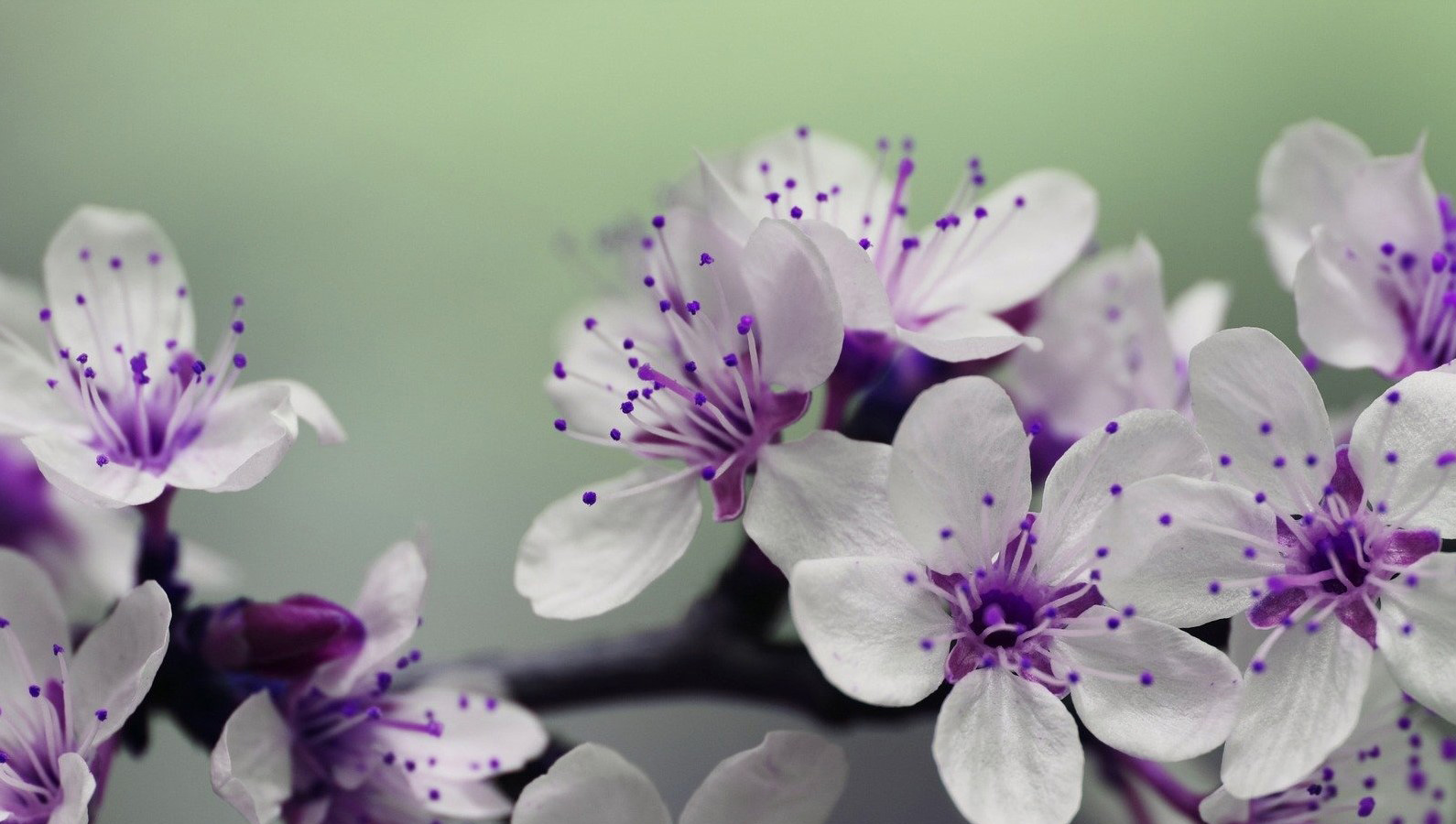 yoga-bijscholing-iRest-yoga-nidra-meditatie-Diana-Aben