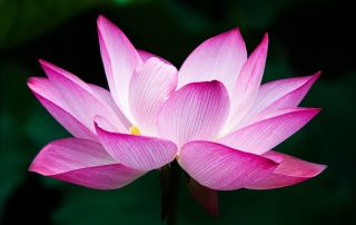 yoga-Elementen-en-meridianen-Maartje-van-Hooft