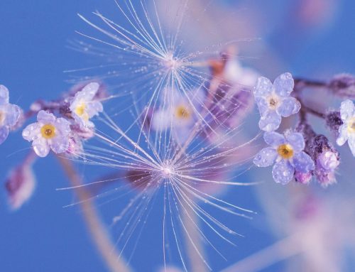22 april ’23: Yoga en de spiegel van de adem – Noor Palazzi